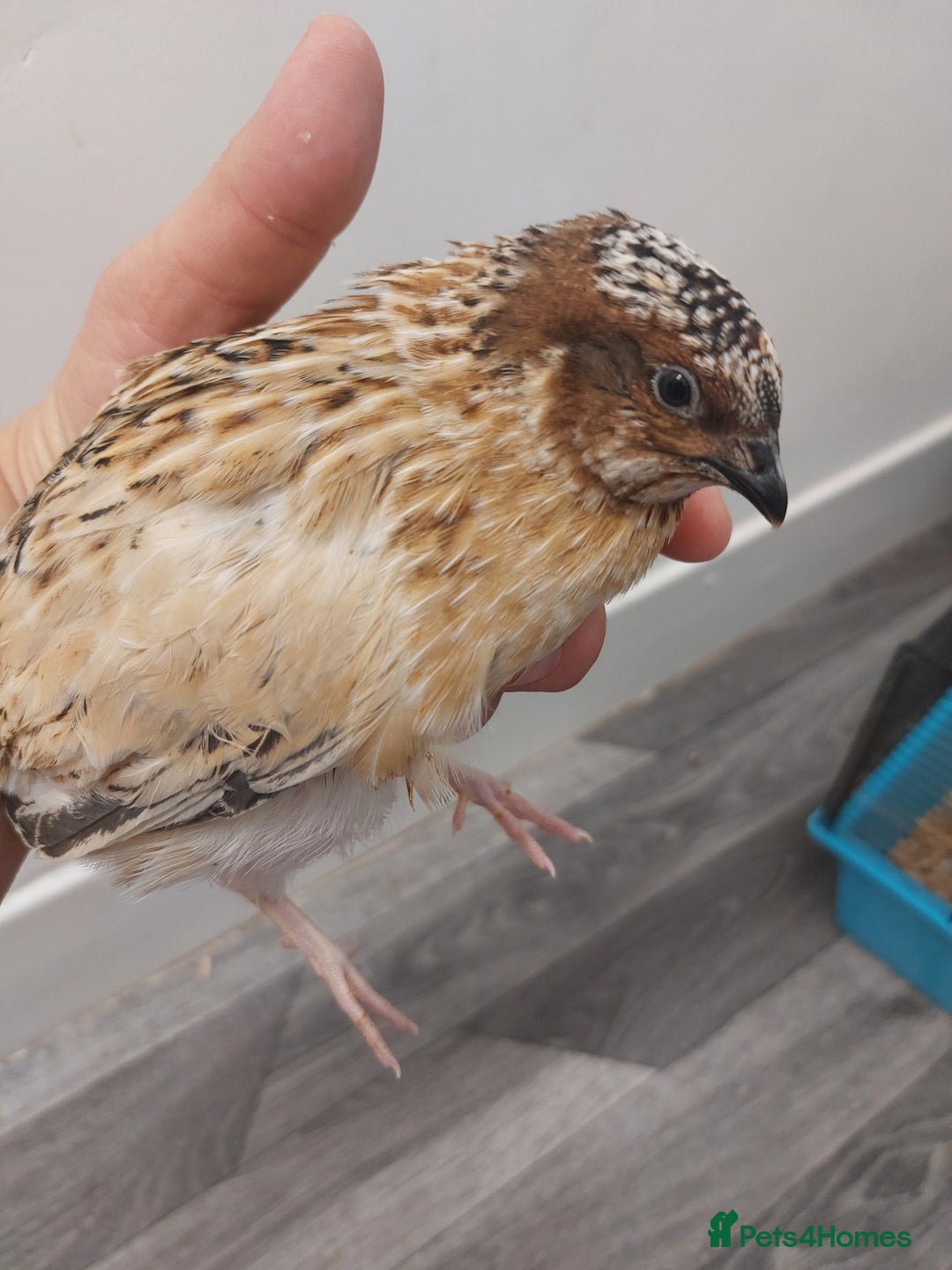 Quail poultry for sale: male quail - Image 2