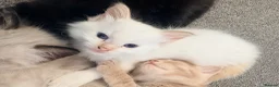 Mixed Breed cats for sale: Kittens for sale  in Clacton-on-Sea - Advert 6