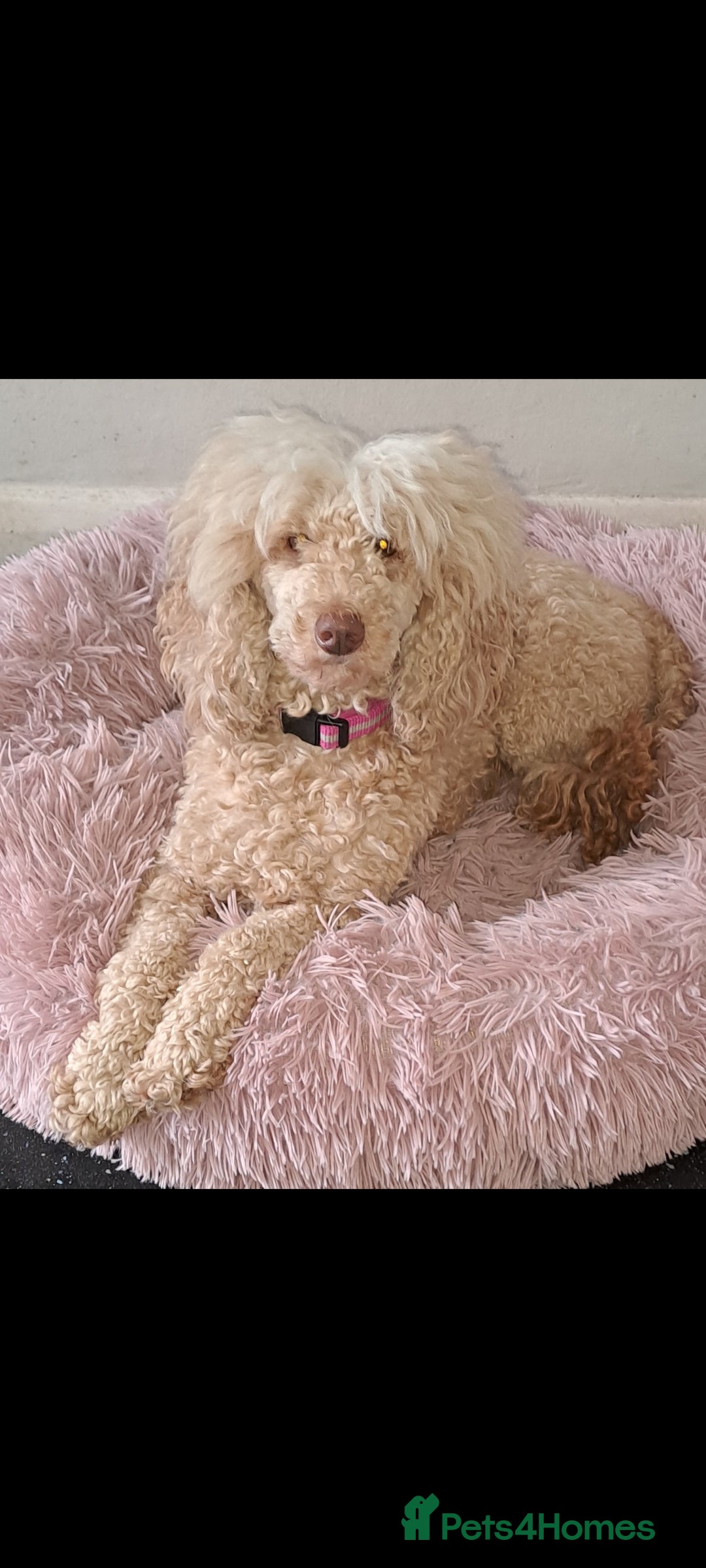 Toy Poodle dogs for sale: Adult Toy poodle girl - Advert 1