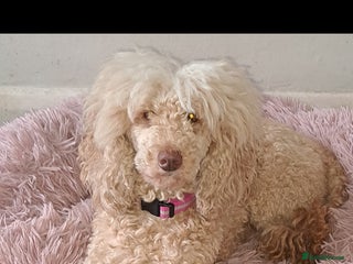 Toy Poodle dogs Adult Toy poodle girl - Advert 2