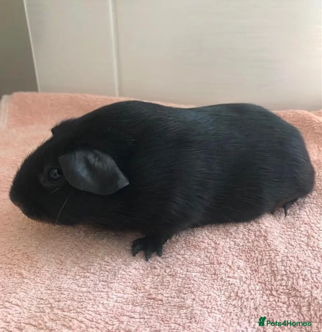 Guinea Pig rodents for sale: Black Otter Boar and Sow  - Advert 6