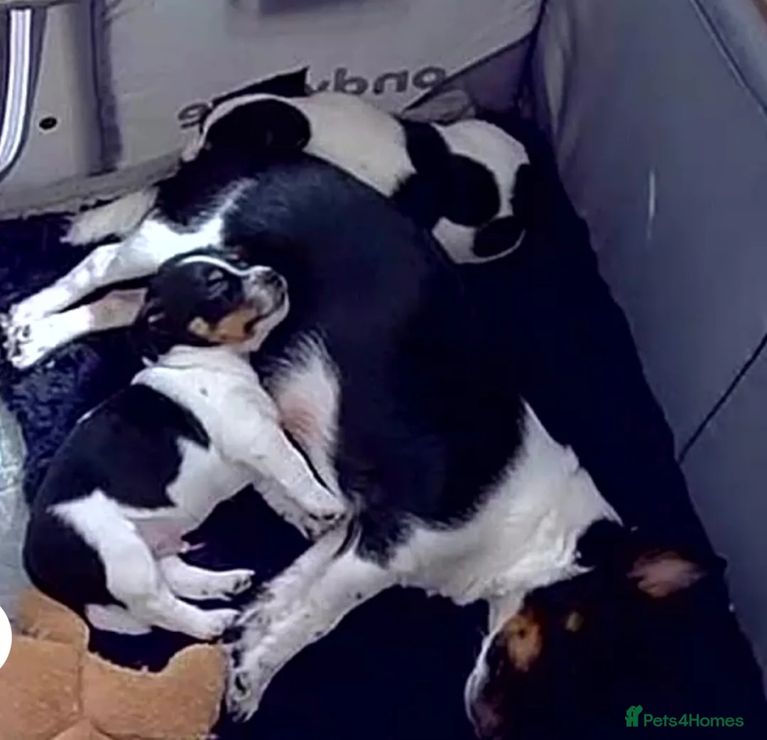 Jack Russell dogs for sale: Stunning Jack Russell female puppy  - Advert 2