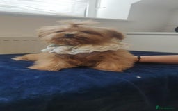 Maltipoo dogs for sale: Maltipoo puppys looking for loving home - Image 14