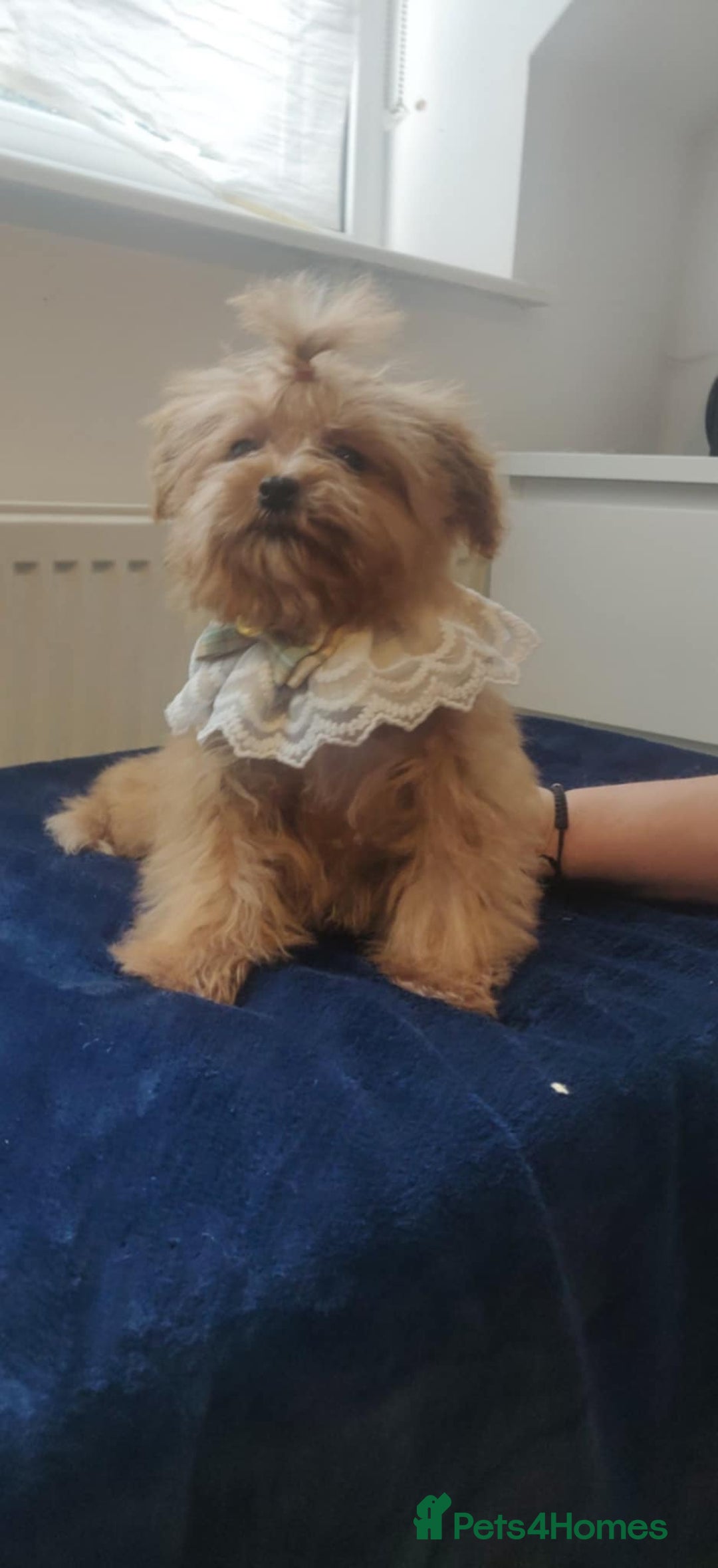 Maltipoo dogs for sale: Maltipoo puppys looking for loving home - Image 14
