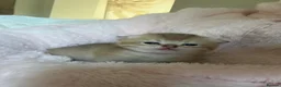 Scottish Fold cats for sale: ‼️READY TO RESERVE beautiful Scottish fold kittens - Advert 9