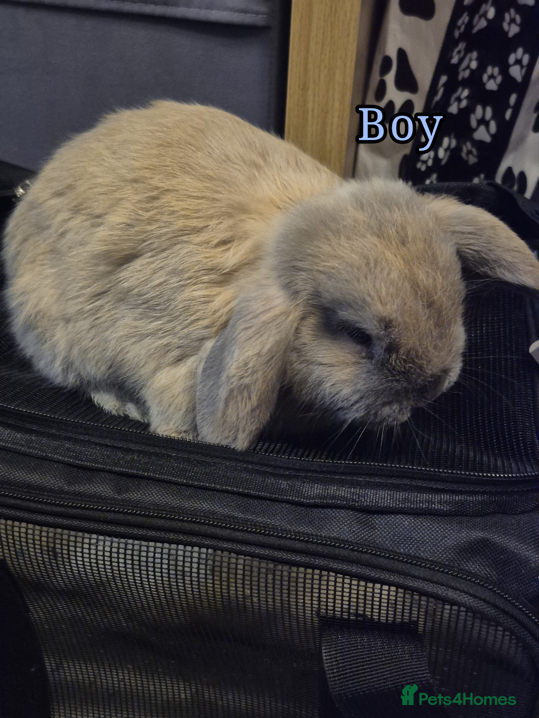 Mini Lop rabbits for sale: Mini lop rabbits - Advert 3