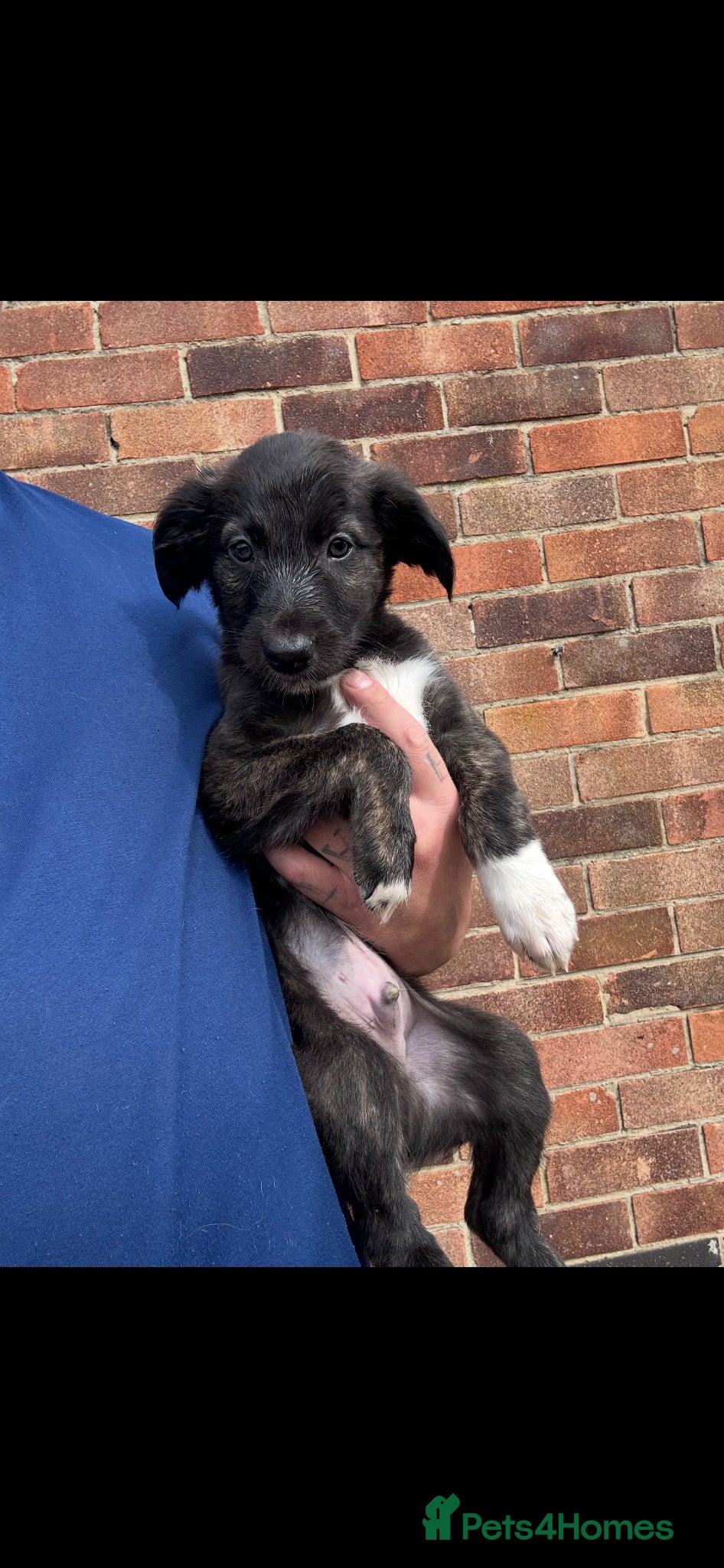 Mixed Breed dogs Collie Wheaten greyhound pups  - Advert 1