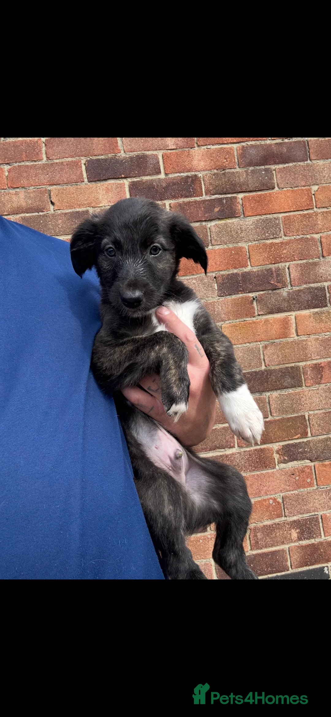 Mixed Breed dogs for sale: Collie Wheaten greyhound pups  - Advert 1
