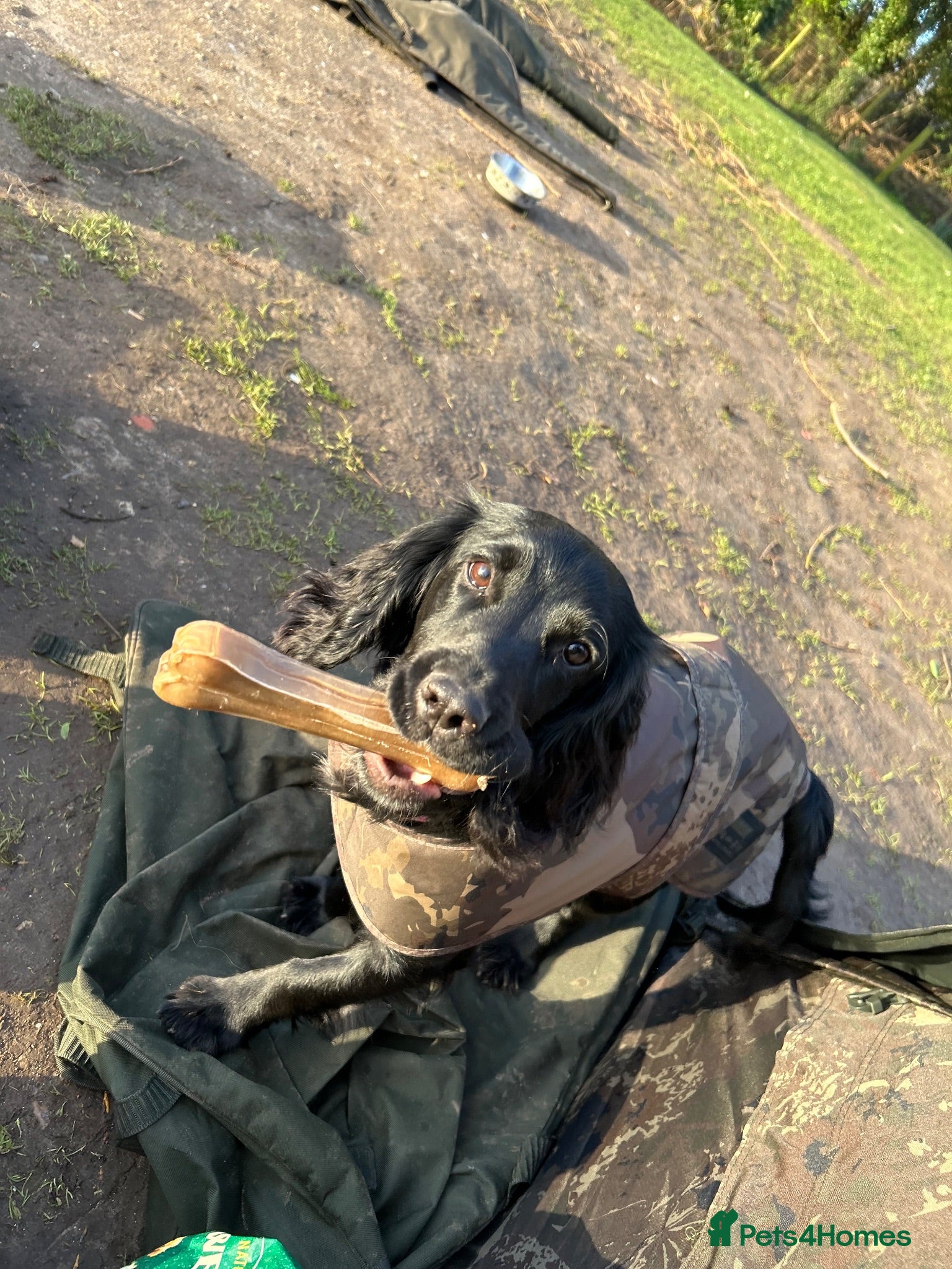 Cocker Spaniel dogs Guinness - Advert 2