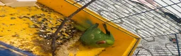 Parakeets birds for sale: African grey  - Advert 8