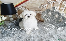 Maltese dogs for sale: KC Reg Korean type- Maltese Puppies by Emperatrice - Image 21