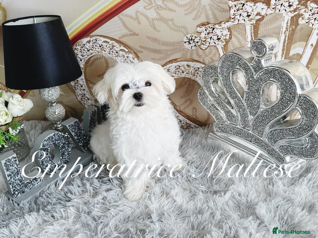 Maltese dogs for sale: KC Reg Korean type- Maltese Puppies by Emperatrice - Image 21