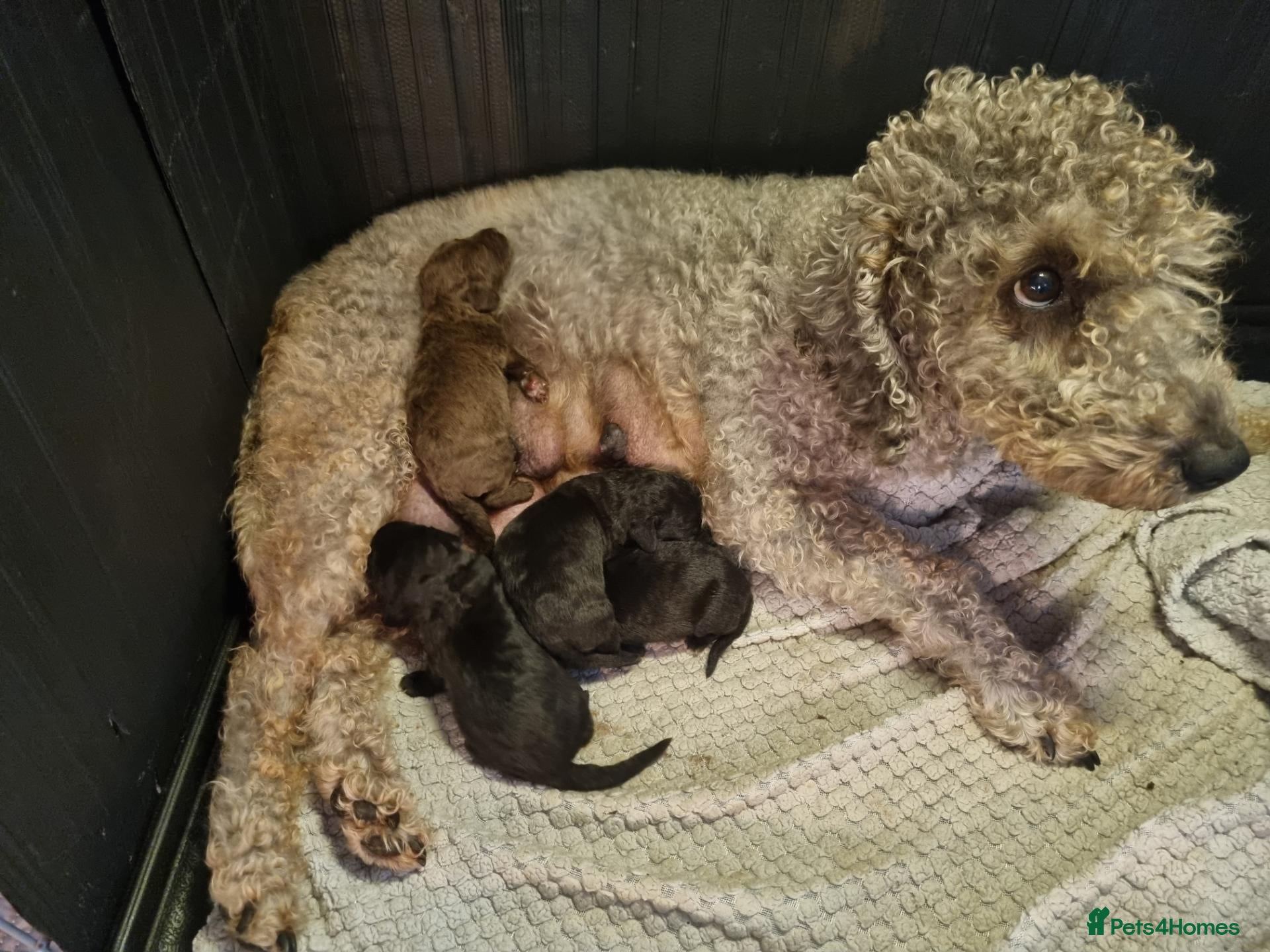 Bedlington Terrier dogs Bedlington terrier pups for sale - Advert 1