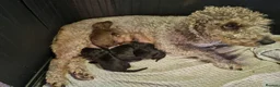 Bedlington Terrier dogs for sale: Bedlington terrier pups for sale - Advert 1