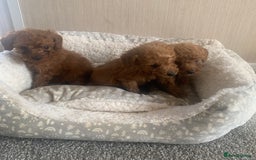 Cockapoo dogs for sale: F1B Red Cockapoo Puppies Available Now - Image 4