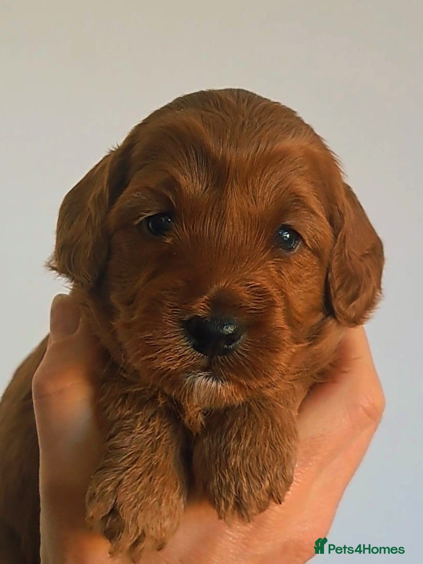 Cockapoo dogs Red cockapoo puppies (2 girls, 2 boys) - Advert 17
