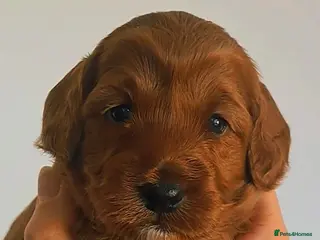 Cockapoo dogs Red cockapoo puppies (2 girls, 2 boys) - Advert 17