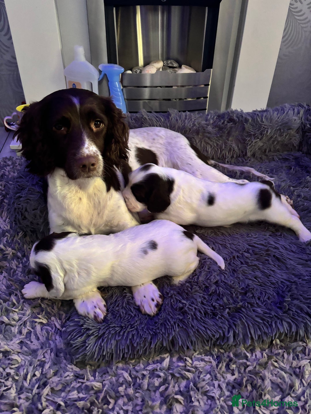 English Springer Spaniel dogs for sale: Beautiful English Springer Spaniel Puppies  - Image 4
