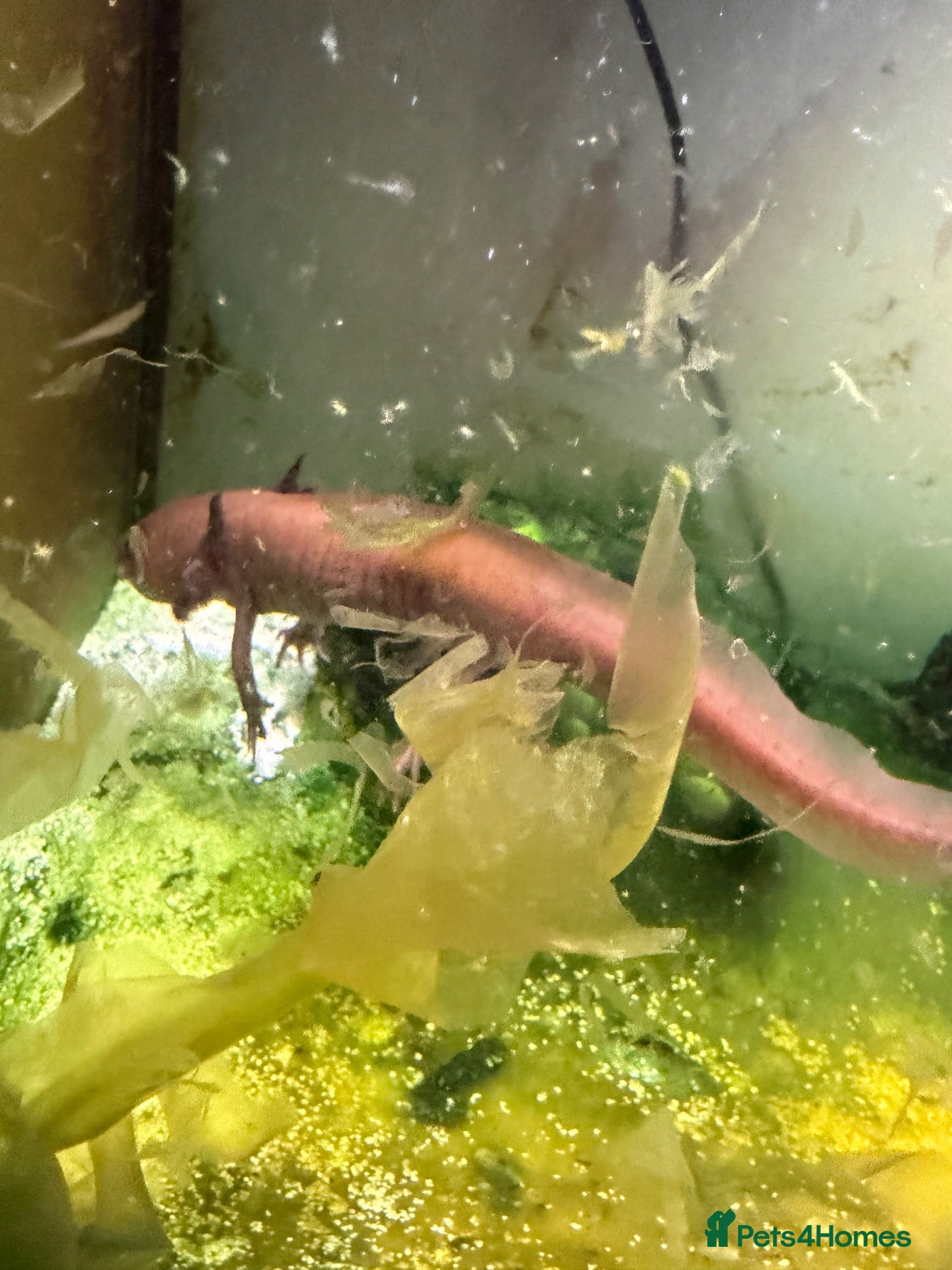 Axolotl reptiles Axolotl + set up Free to a good home   - Advert 1