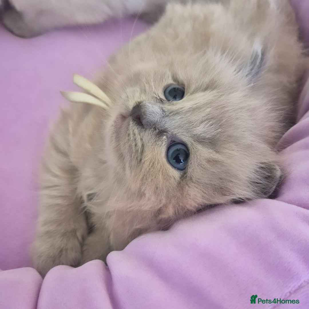 Ragdoll cats for stud: Ragdoll Seal Sepia Stud Genetically Tested 🐾 in London - Advert 23