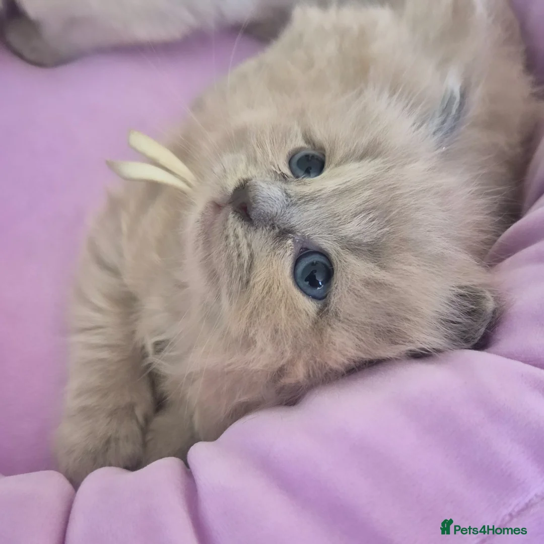 Ragdoll cats for stud: Ragdoll Seal Sepia Stud Genetically Tested 🐾 in London - Advert 25