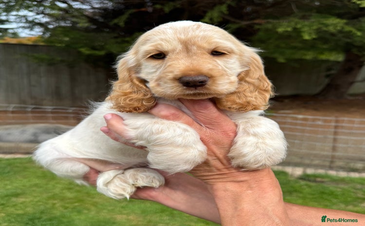 Cocker Spaniel dogs - Advert 4