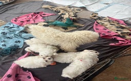 Bichon Frise dogs for sale: Pure bichon frise puppies  - Image 11