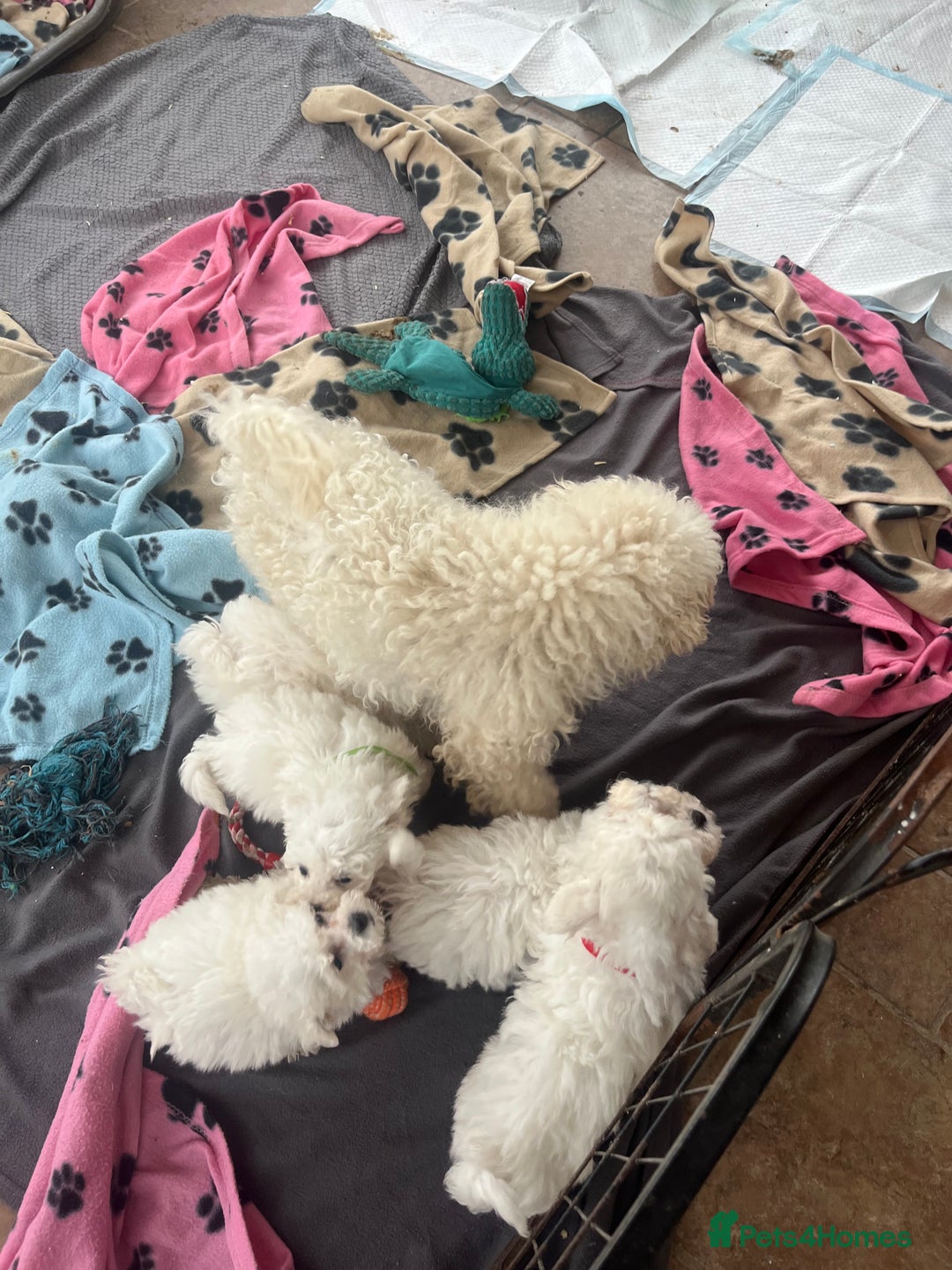 Bichon Frise dogs for sale: Pure bichon frise puppies  - Image 11