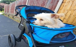 Mixed Breed dogs for adoption: Meet Snowy, currently residing in Crawley - Image 3