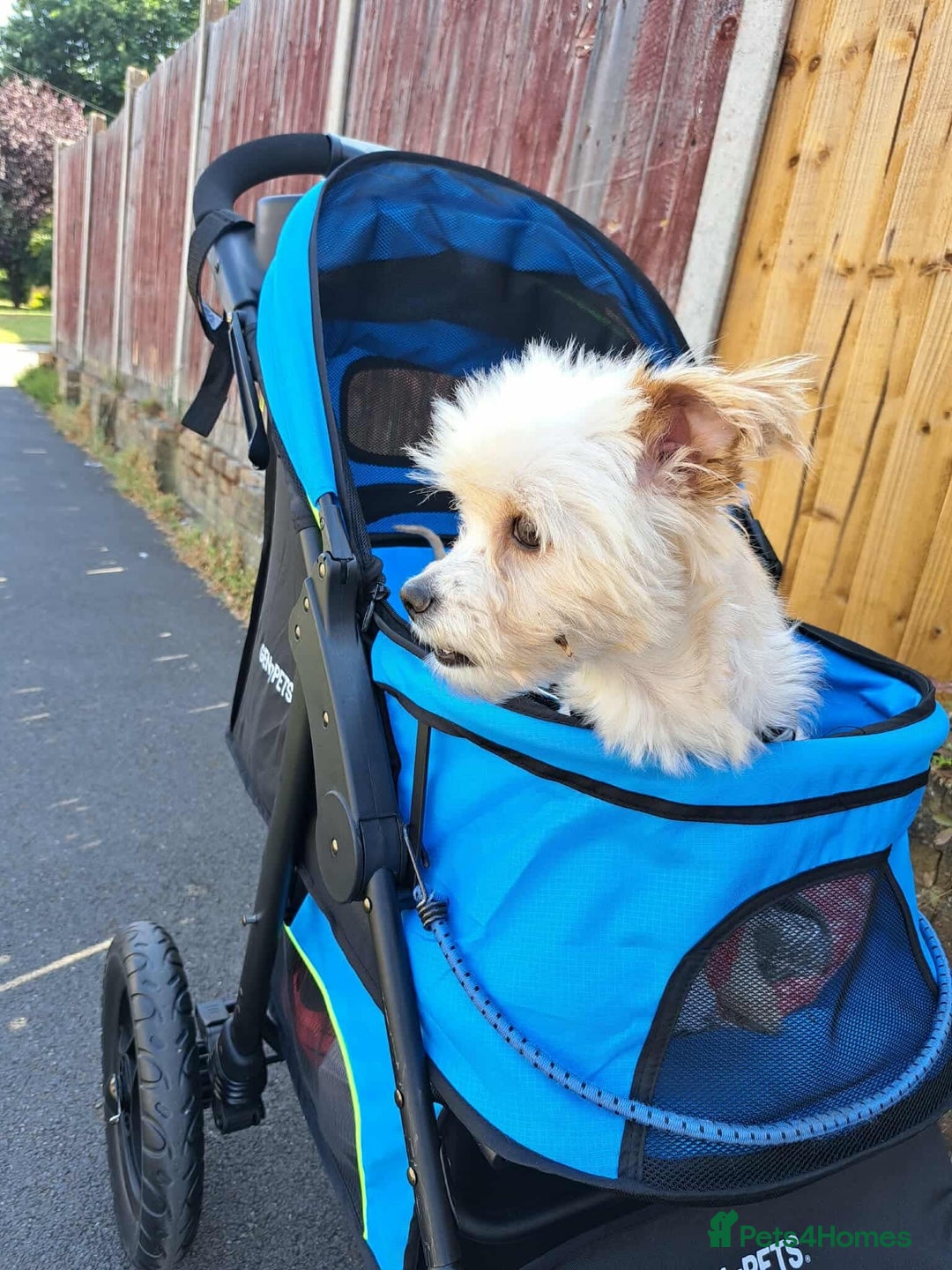 Mixed Breed dogs for adoption: Meet Snowy, currently residing in Crawley - Image 3
