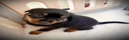 Rottweiler dogs for sale: Rottweiler puppy’s  - Advert 10