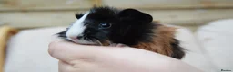 Guinea Pig rodents for sale: Baby Guinea pig's Boys - Advert 9