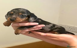 Miniature Dachshund dogs for sale: ✨BEAUTIFUL SILVER DAPPLE BOY✨ in Ripon - Image 5
