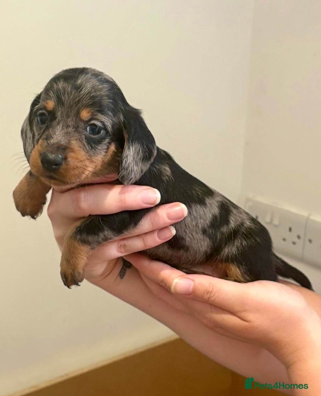 Miniature Dachshund dogs for sale: ✨BEAUTIFUL SILVER DAPPLE BOY✨ in Ripon - Image 5