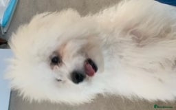 Bichon Frise dogs for stud: kc registered bichon frise for stud in Southampton - Image 5