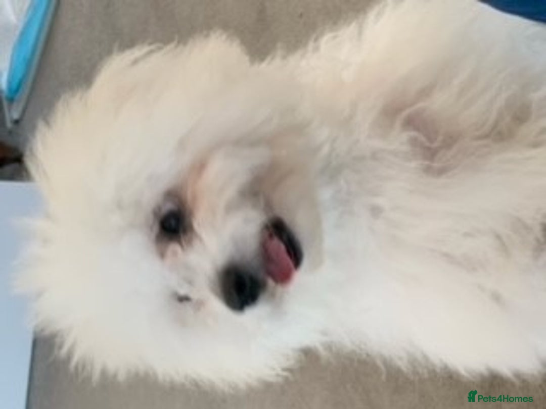 Bichon Frise dogs for stud: kc registered bichon frise for stud in Southampton - Image 5