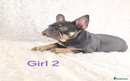 French Bulldog dogs for sale: Classic French Bulldog Puppies  - Image 2