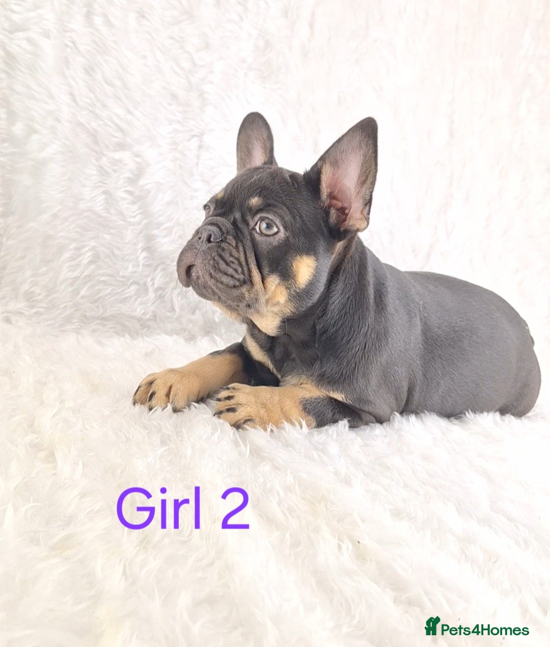 French Bulldog dogs for sale: Classic French Bulldog Puppies  - Image 2