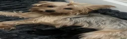 Yorkshire Terrier dogs for sale: Yorkshire terriers  - Advert 7