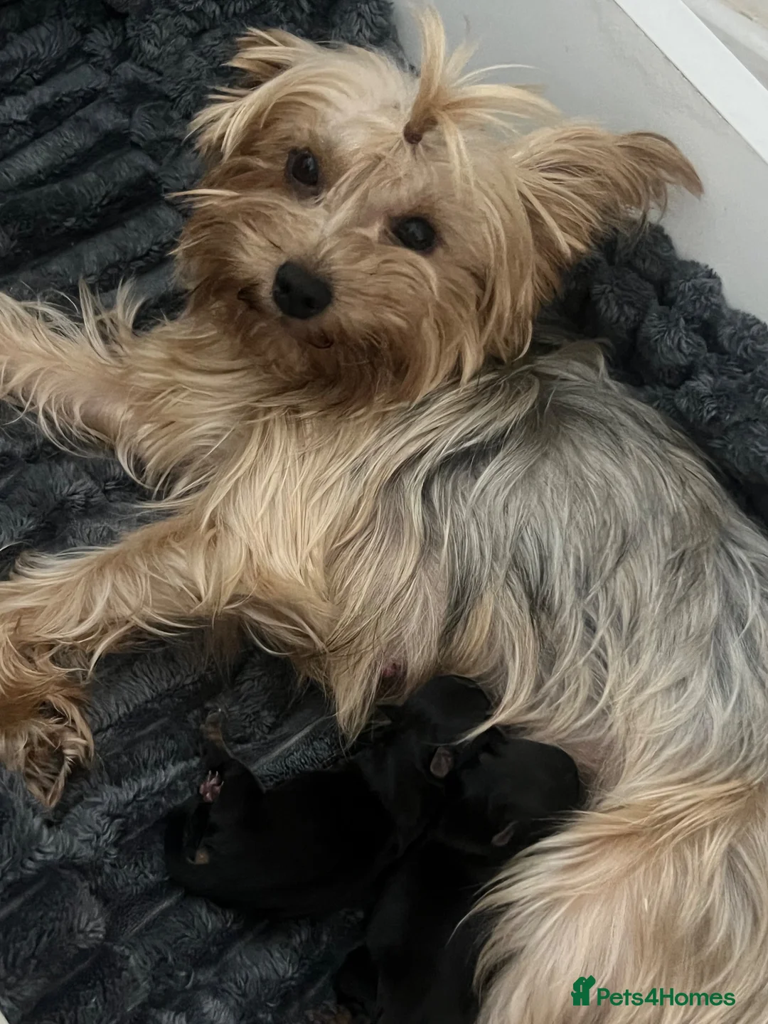 Yorkshire Terrier dogs for sale: Yorkshire terriers  - Advert 7