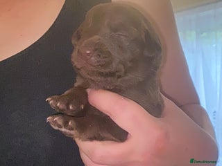 Mixed Breed dogs - Advert 2