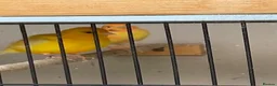 Canaries birds for sale: Mixed Canaries For Sale in Evesham - Advert 6