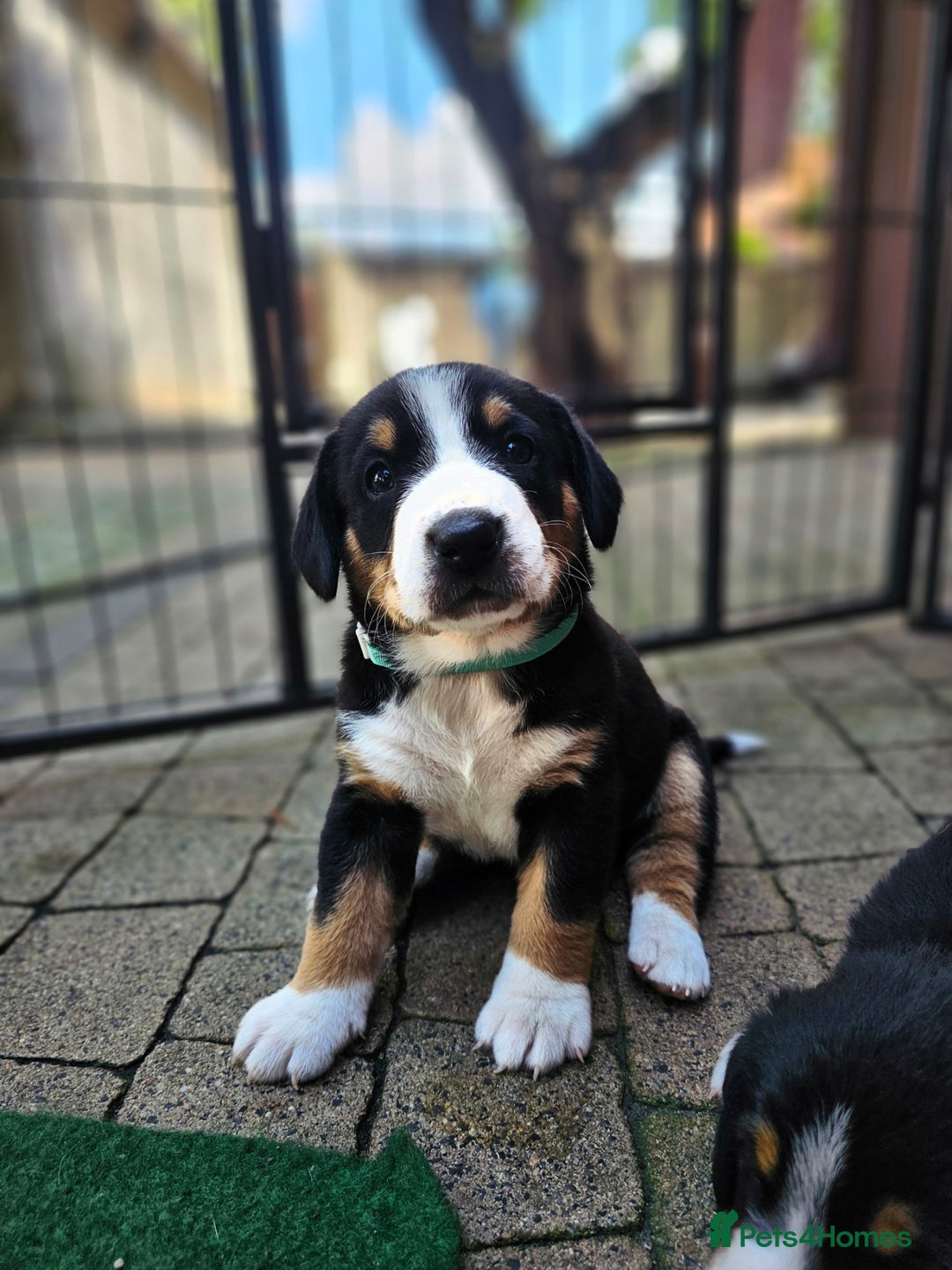 Entlebucher Mountain Dog dogs for sale: Entlebucher Mountain Dog - Image 18