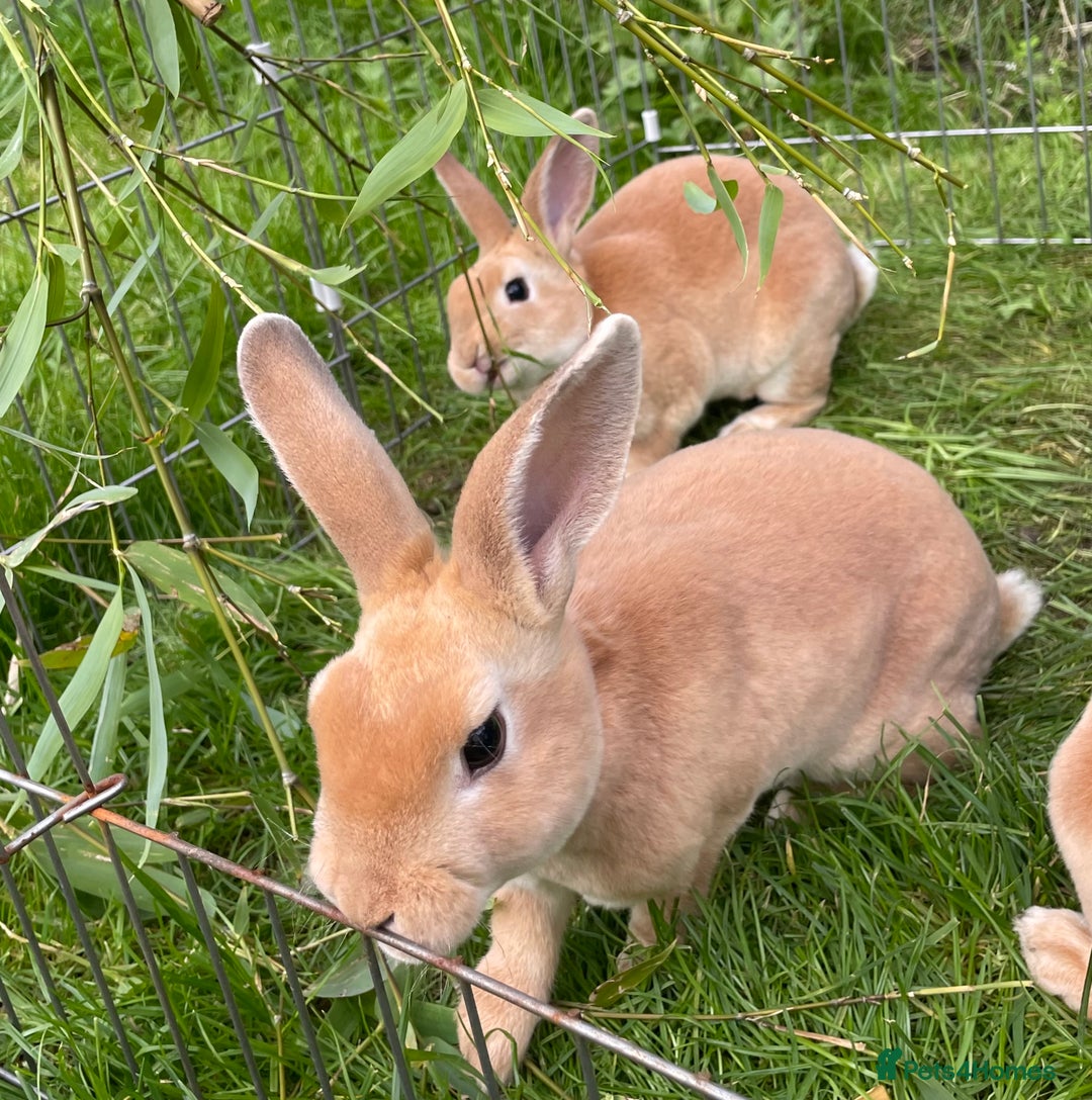 Rex rabbits for sale: 1 beautiful mini Rex left - Image 8