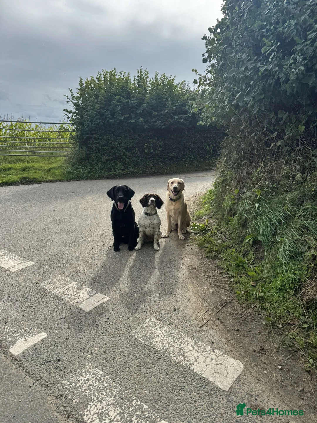 Springador dogs for stud: Homebred Proven Springador stud  - Advert 13