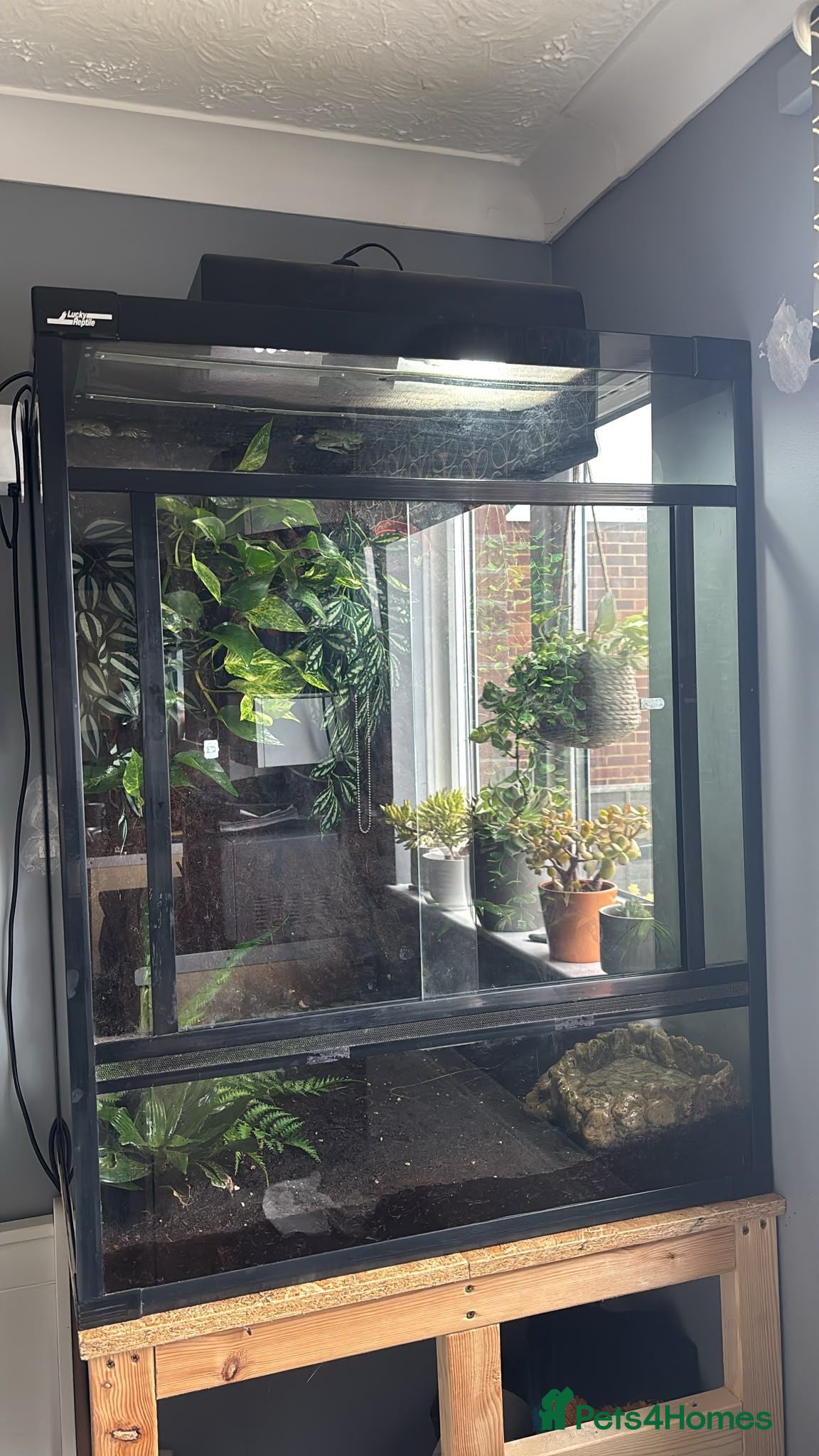 Frog reptiles Whites tree frogs x6 with terrarium  - Advert 1