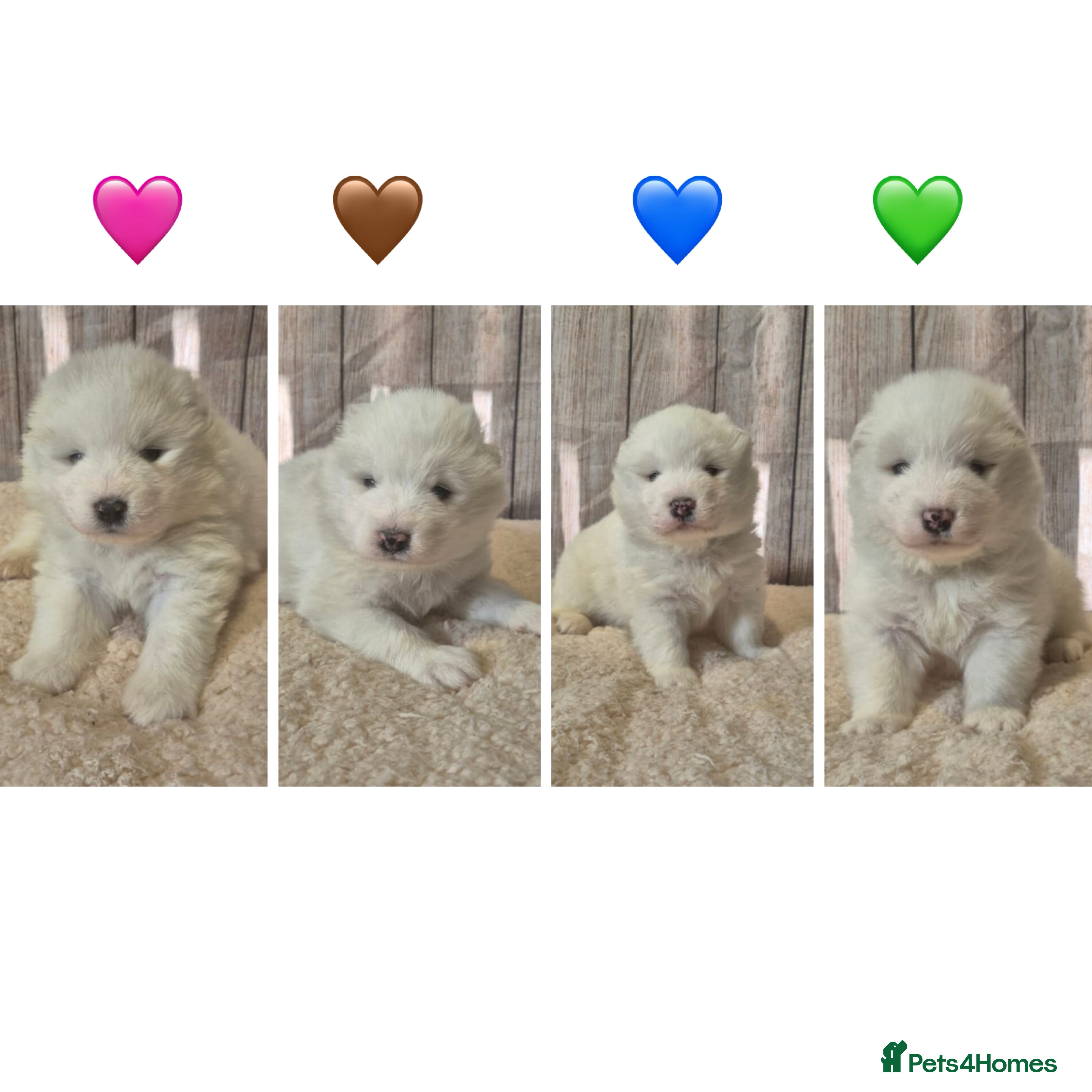 Samoyed dogs 4 Beautiful Pure Samoyeds ❤️ - Advert 1