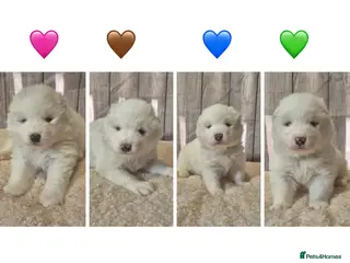 Samoyed dogs 4 Beautiful Pure Samoyeds ❤️ - Advert 1