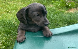 Miniature Dachshund dogs for sale: KC miniature Daschunds    - Image 7
