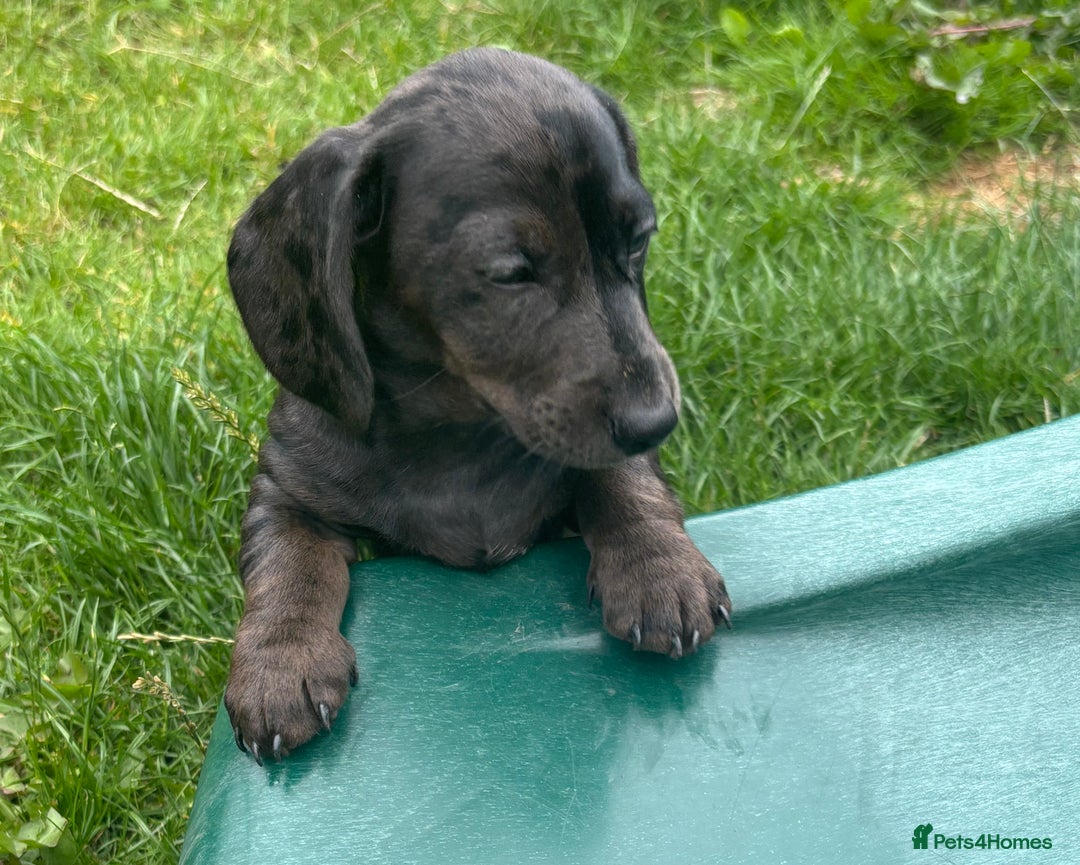Miniature Dachshund dogs for sale: KC miniature Daschunds    - Image 7